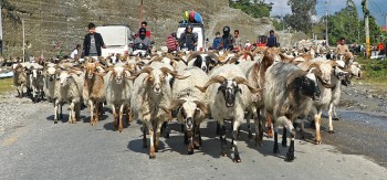 च्याङग्रा बेचेरै पैँतीस करोड भित्रियो मुस्ताङमा